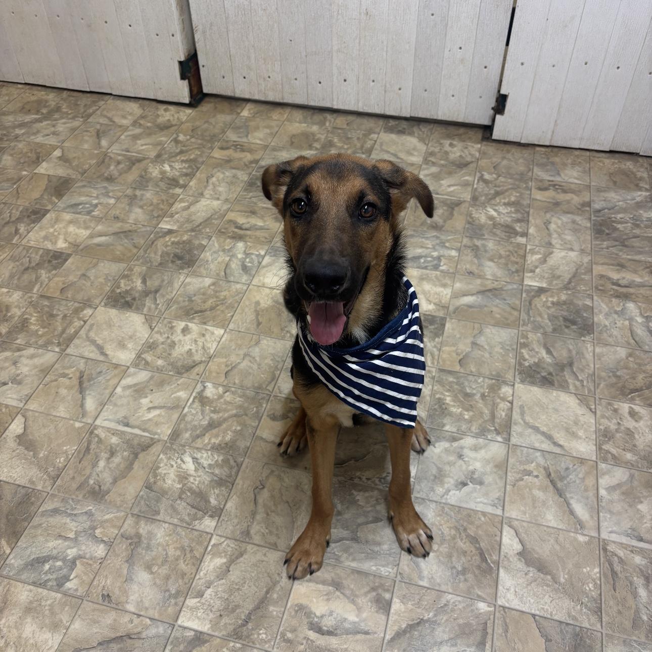 Beast, Adoptable, Young Male Retriever.