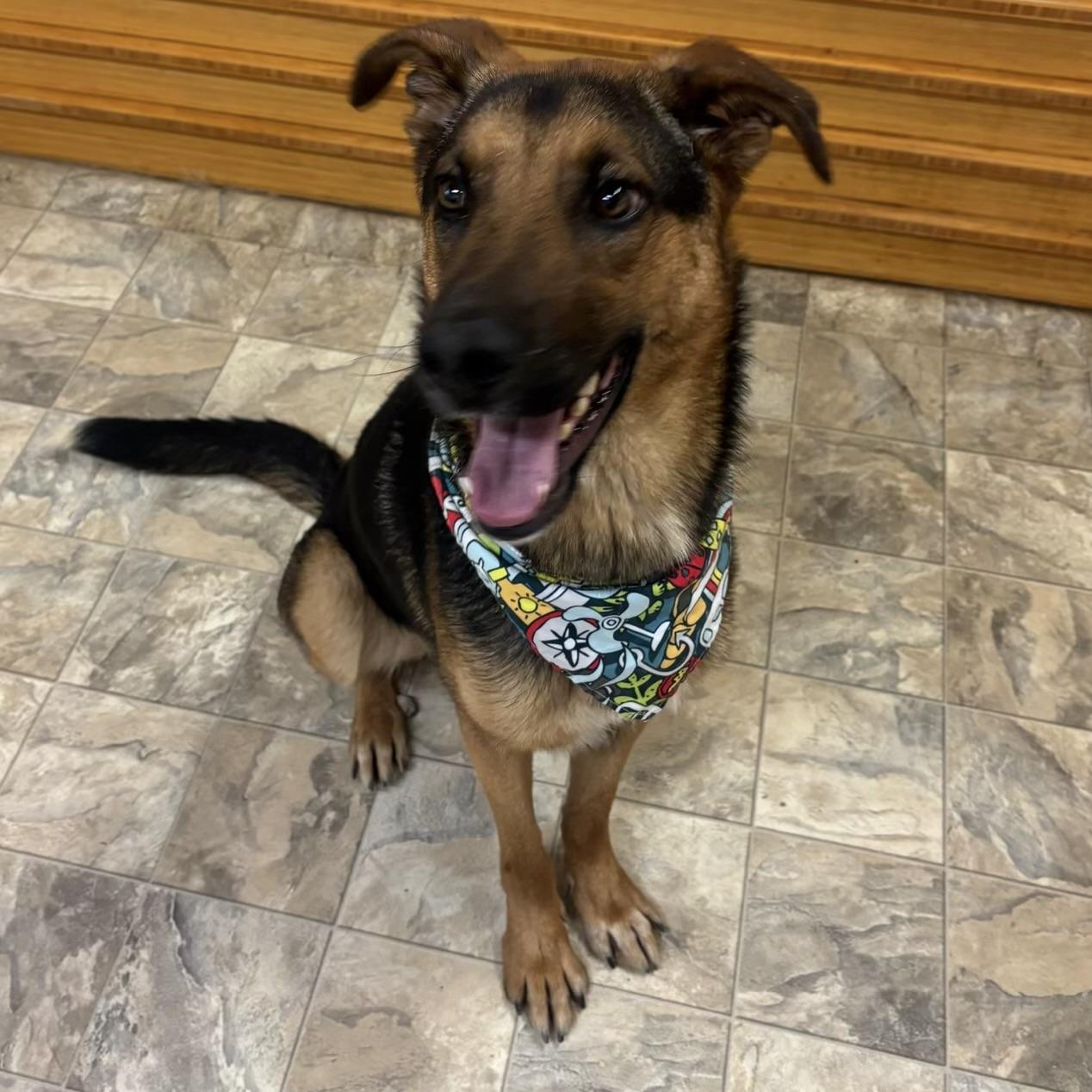 Sven, adoptable, Adult Male Retriever.
