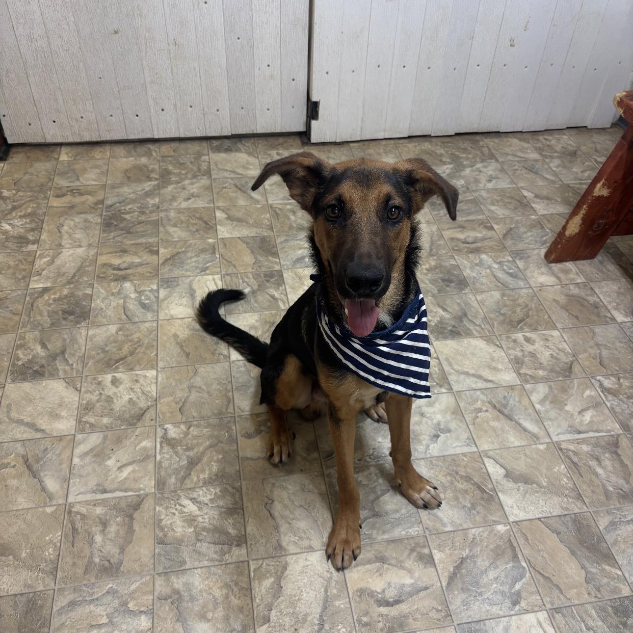 Beast, a Adoptable mixed breed in Pilot Point, TX image 2/2