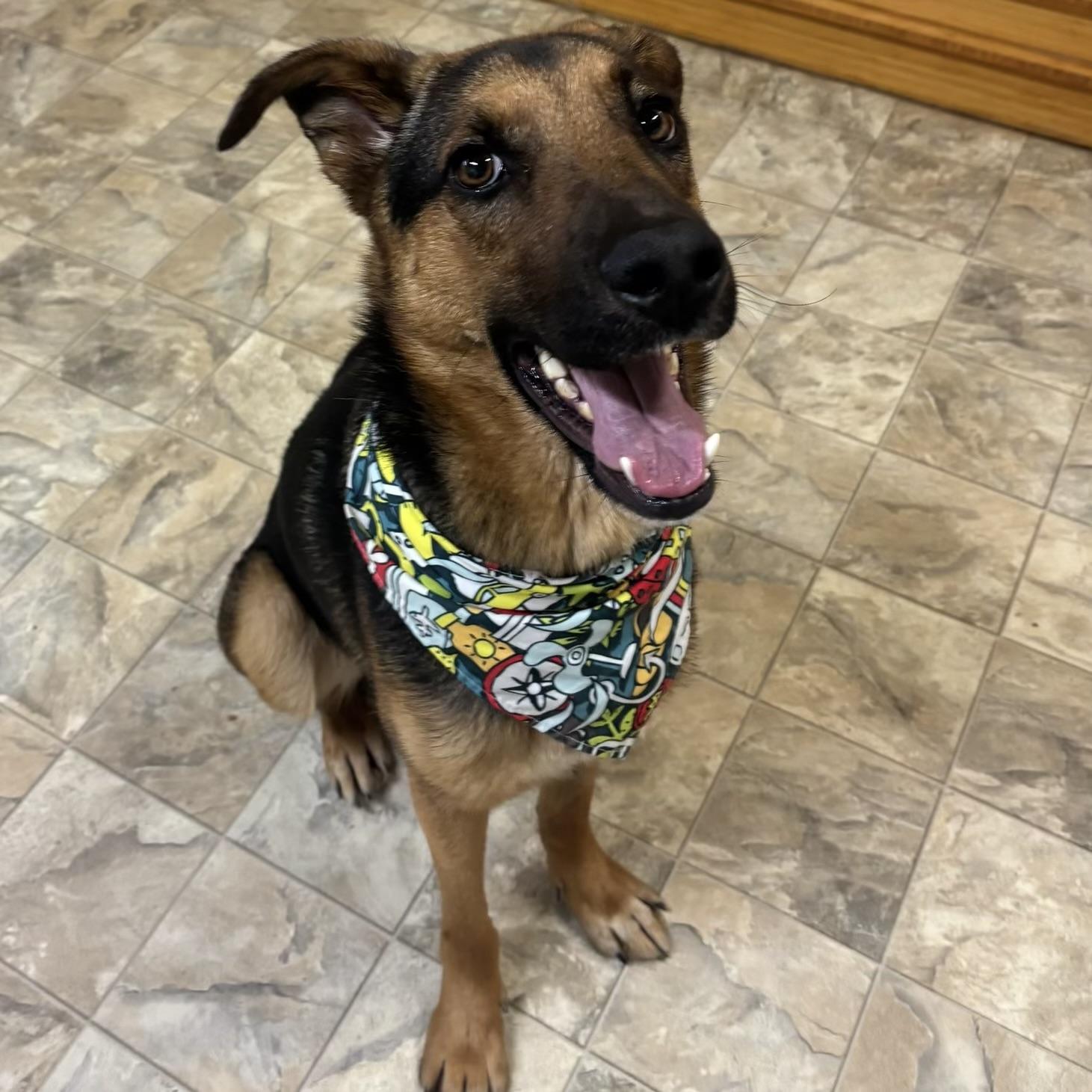 Enlarge Sven, an adoptable mixed breed in Pilot Point, TX image 1/3