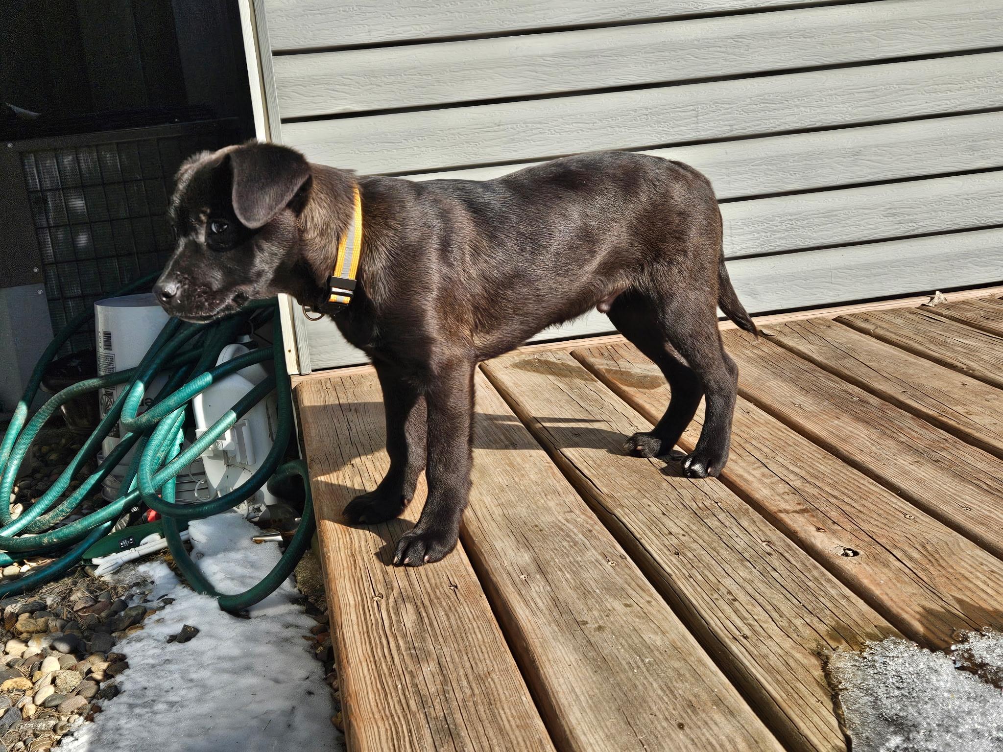 Enlarge Morrie, a ADOPTABLE mixed breed in Minneapolis, MN image 4/6