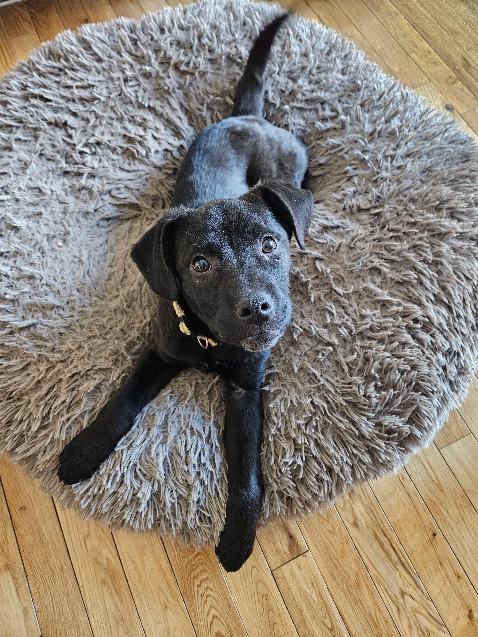 Enlarge Morrie, a ADOPTABLE mixed breed in Minneapolis, MN image 2/6