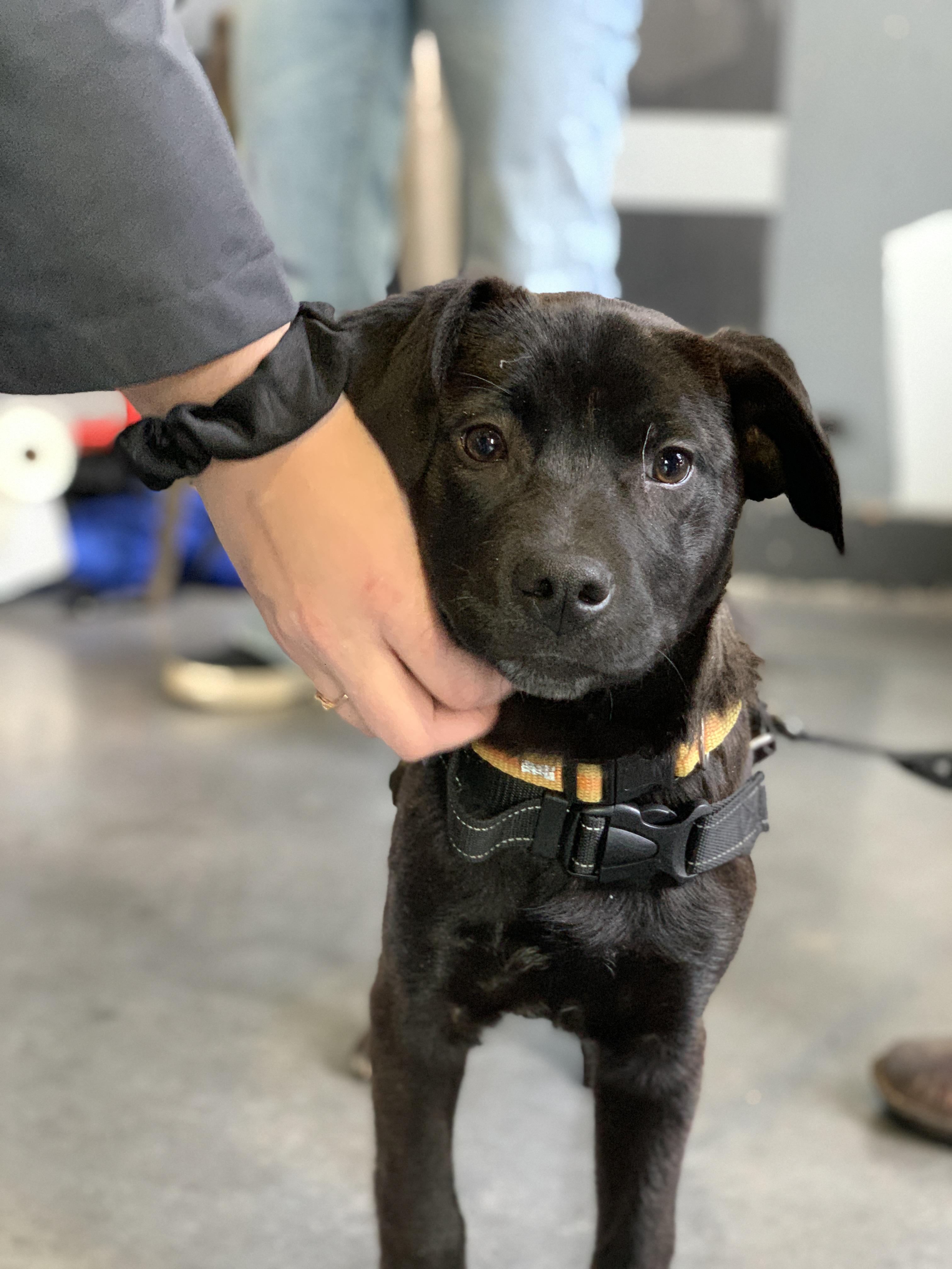 Morrie, ADOPTABLE, Puppy Male Retriever & Mixed Breed.
