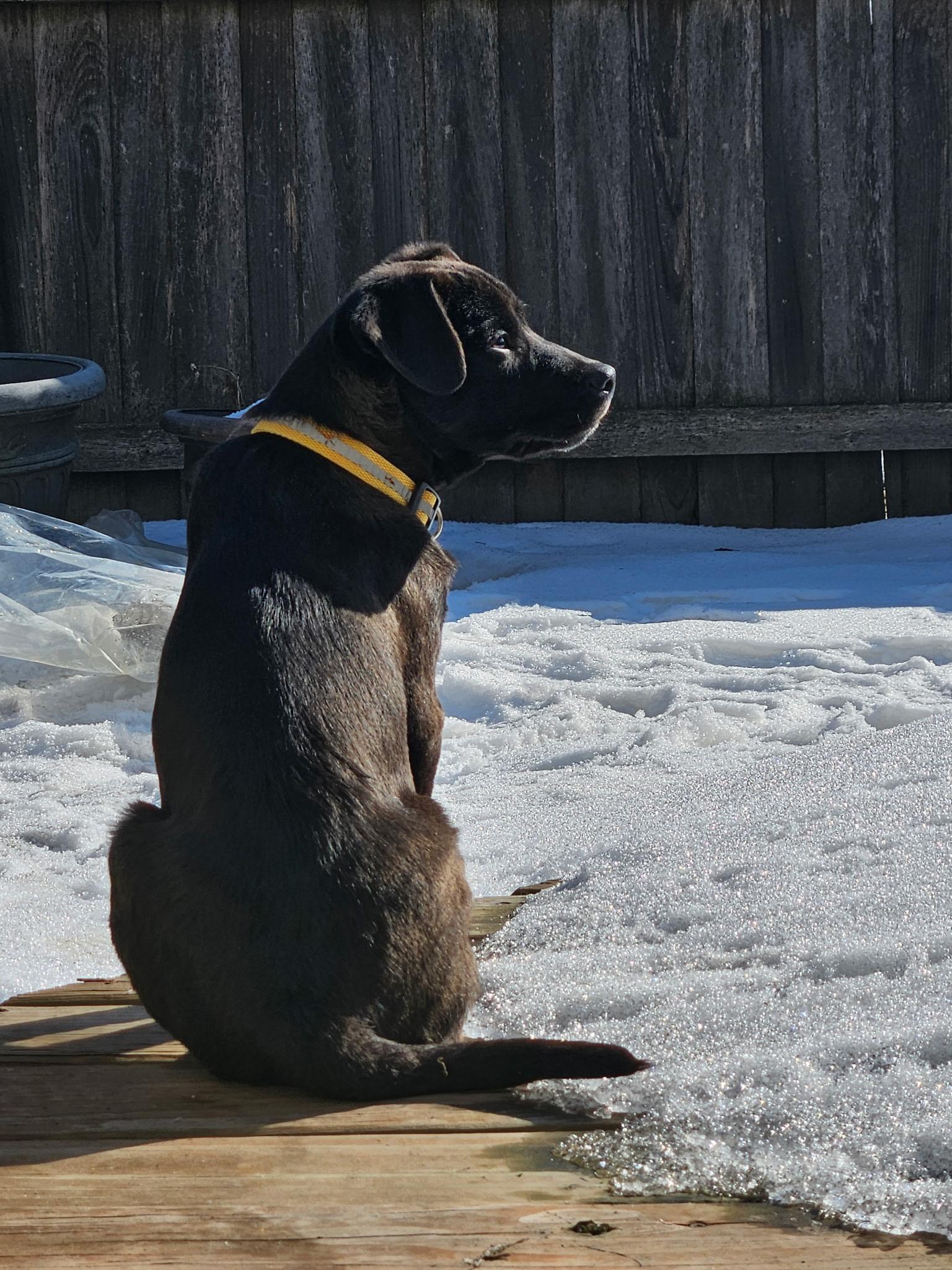 Enlarge Morrie, a ADOPTABLE mixed breed in Minneapolis, MN image 3/6