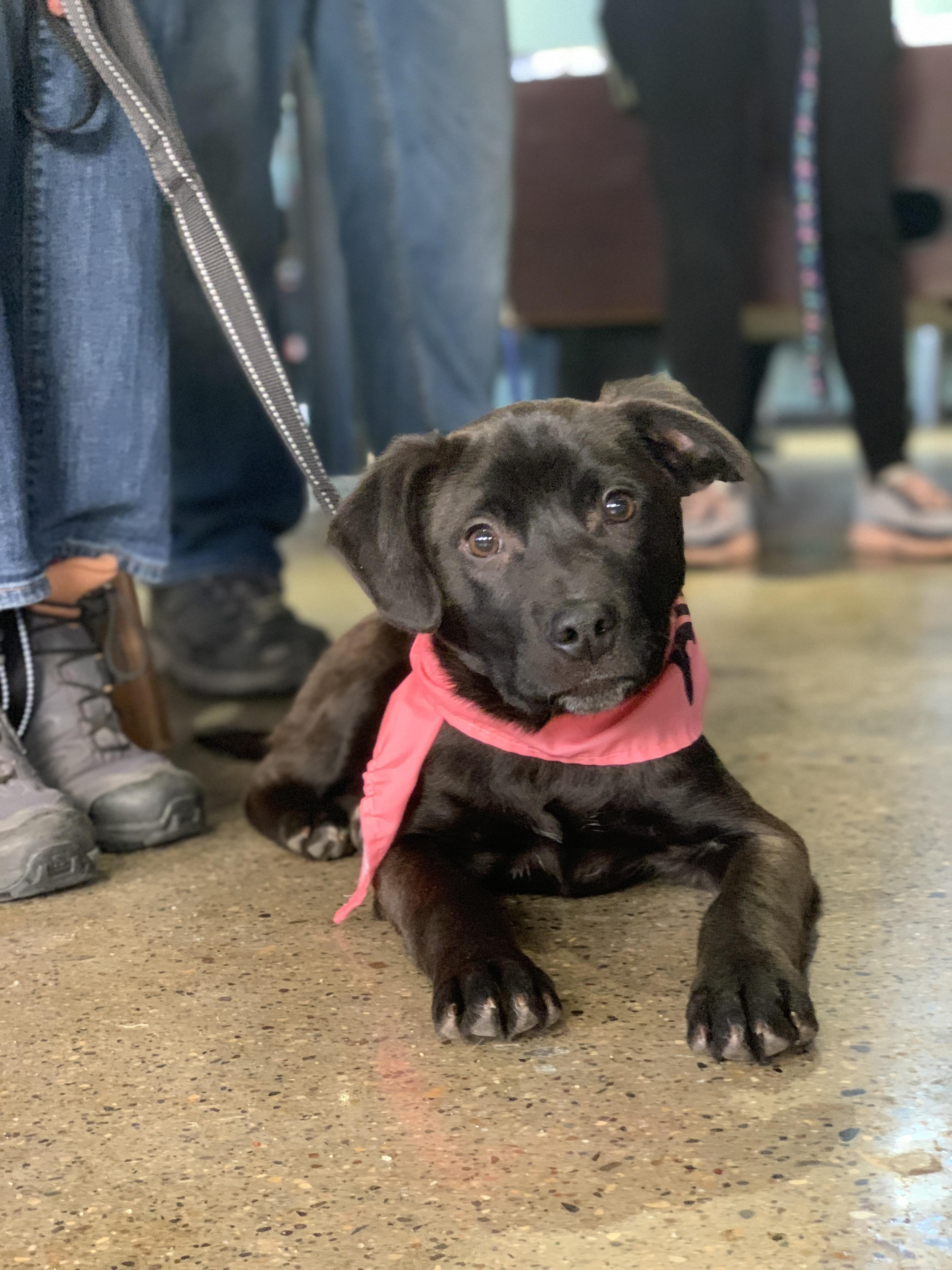 Enlarge Morrie, a ADOPTABLE mixed breed in Minneapolis, MN image 1/6