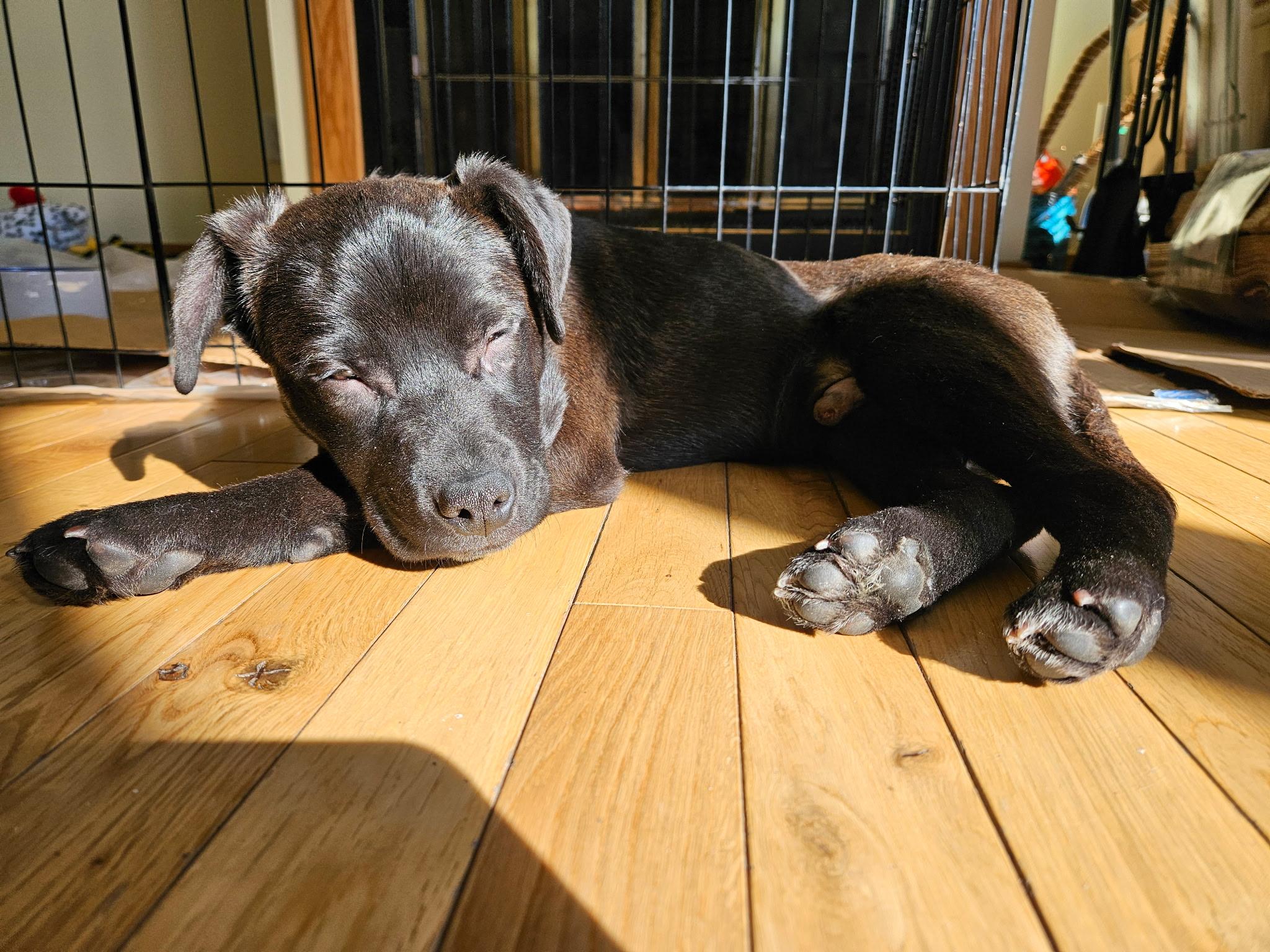 Enlarge Morrie, a ADOPTABLE mixed breed in Minneapolis, MN image 6/6