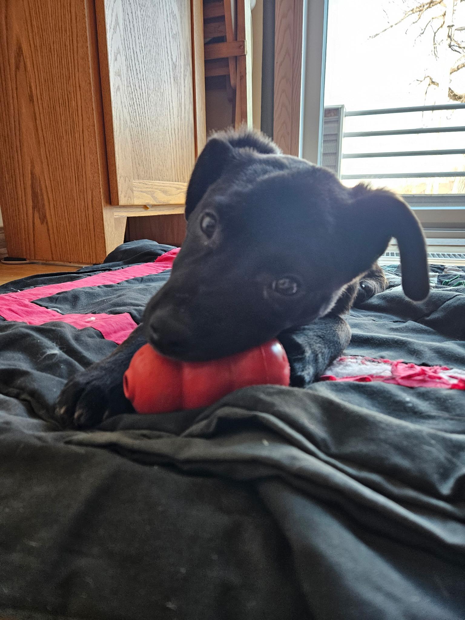 Enlarge Morrie, a ADOPTABLE mixed breed in Minneapolis, MN image 5/6