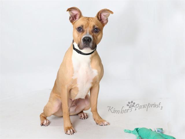 SHIRLEY, Adoptable, Adult Female Labrador Retriever & Mixed Breed.