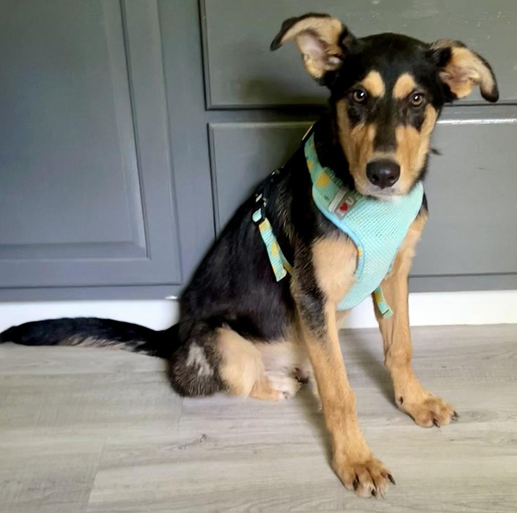 Enlarge Maggie, a other mixed breed in Milwaukee, WI image 4/5