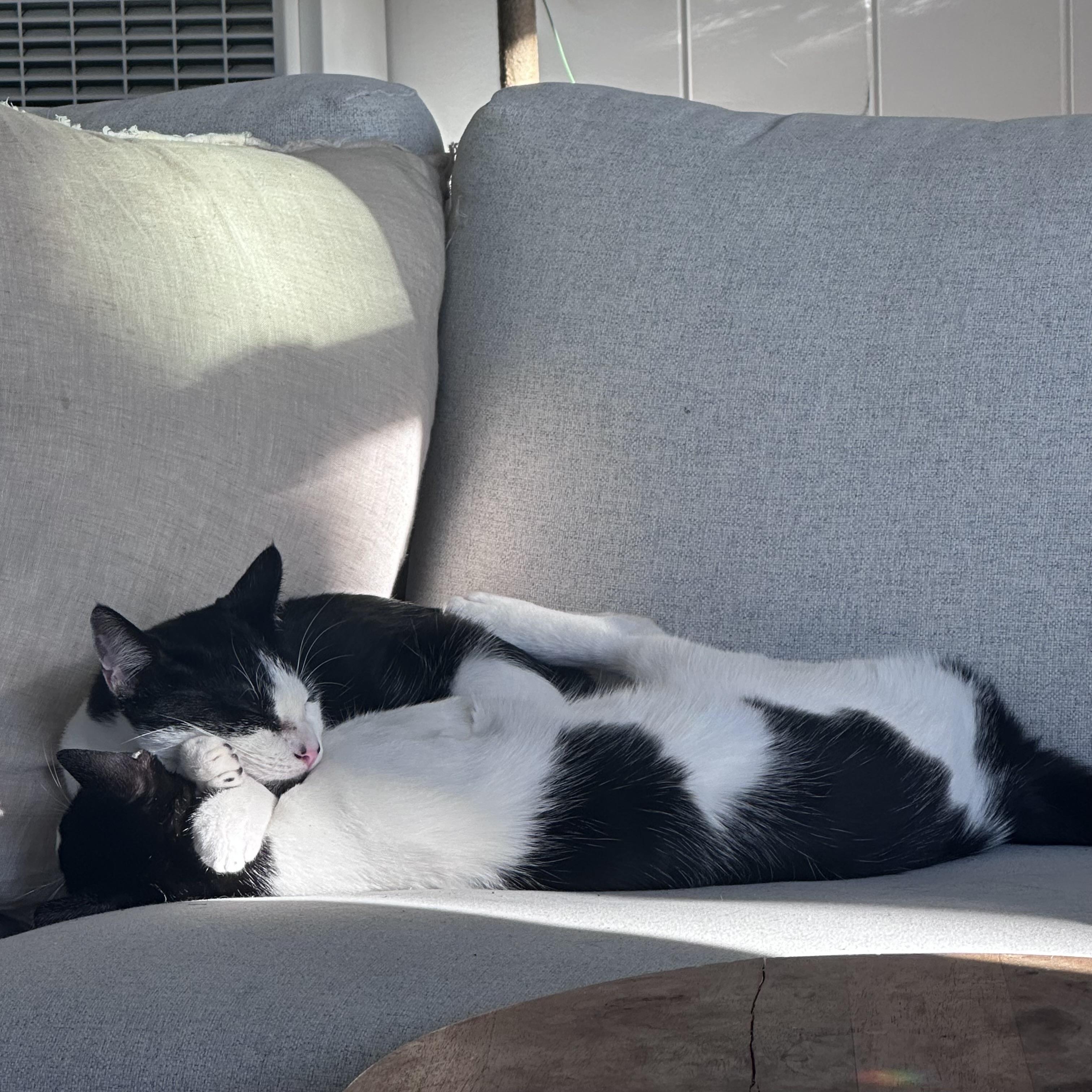 Domino, a Adoptable Domestic Short Hair in Los Angeles, CA image 3/6