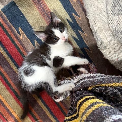 Domino, a Adoptable Domestic Short Hair in Los Angeles, CA image 4/6