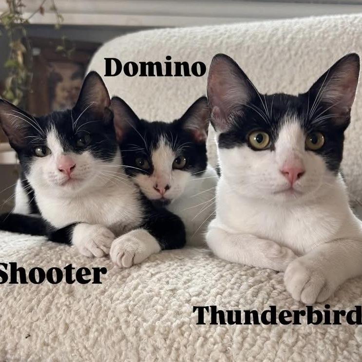 Domino, a Adoptable Domestic Short Hair in Los Angeles, CA image 5/6