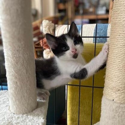 Domino, a Adoptable Domestic Short Hair in Los Angeles, CA image 6/6