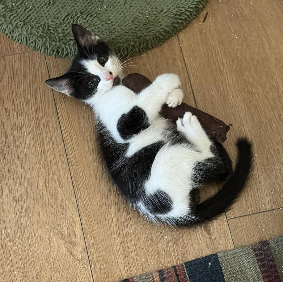 Domino, a Adoptable Domestic Short Hair in Los Angeles, CA image 2/6