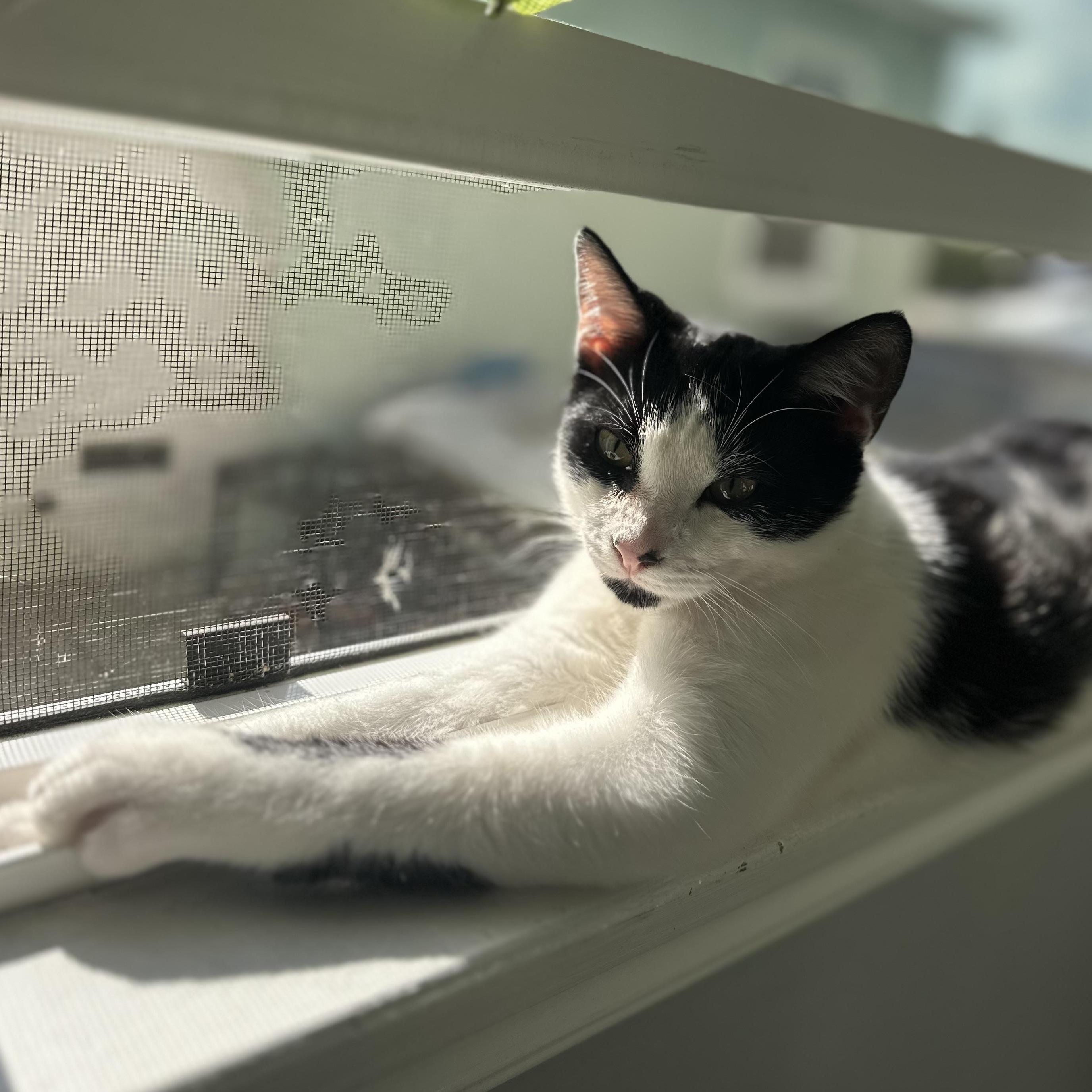 Domino, a Adoptable Domestic Short Hair in Los Angeles, CA image 1/6