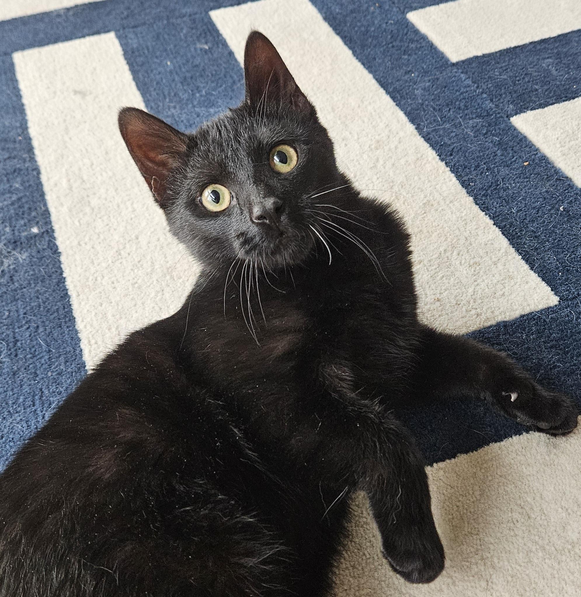 Enlarge Royal, an adopted Domestic Short Hair in Liverpool, NY image 2/5