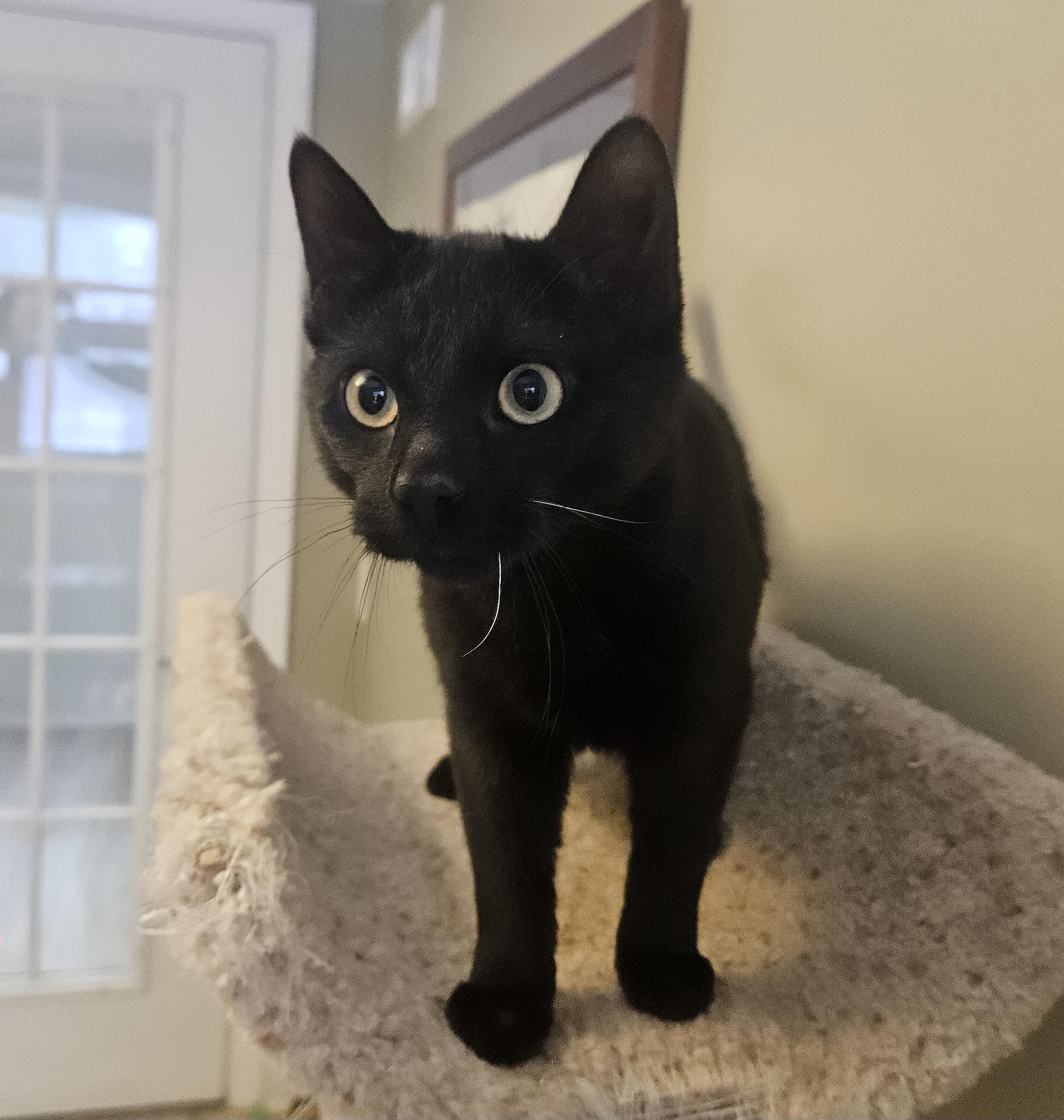 Enlarge Royal, an adopted Domestic Short Hair in Liverpool, NY image 5/5