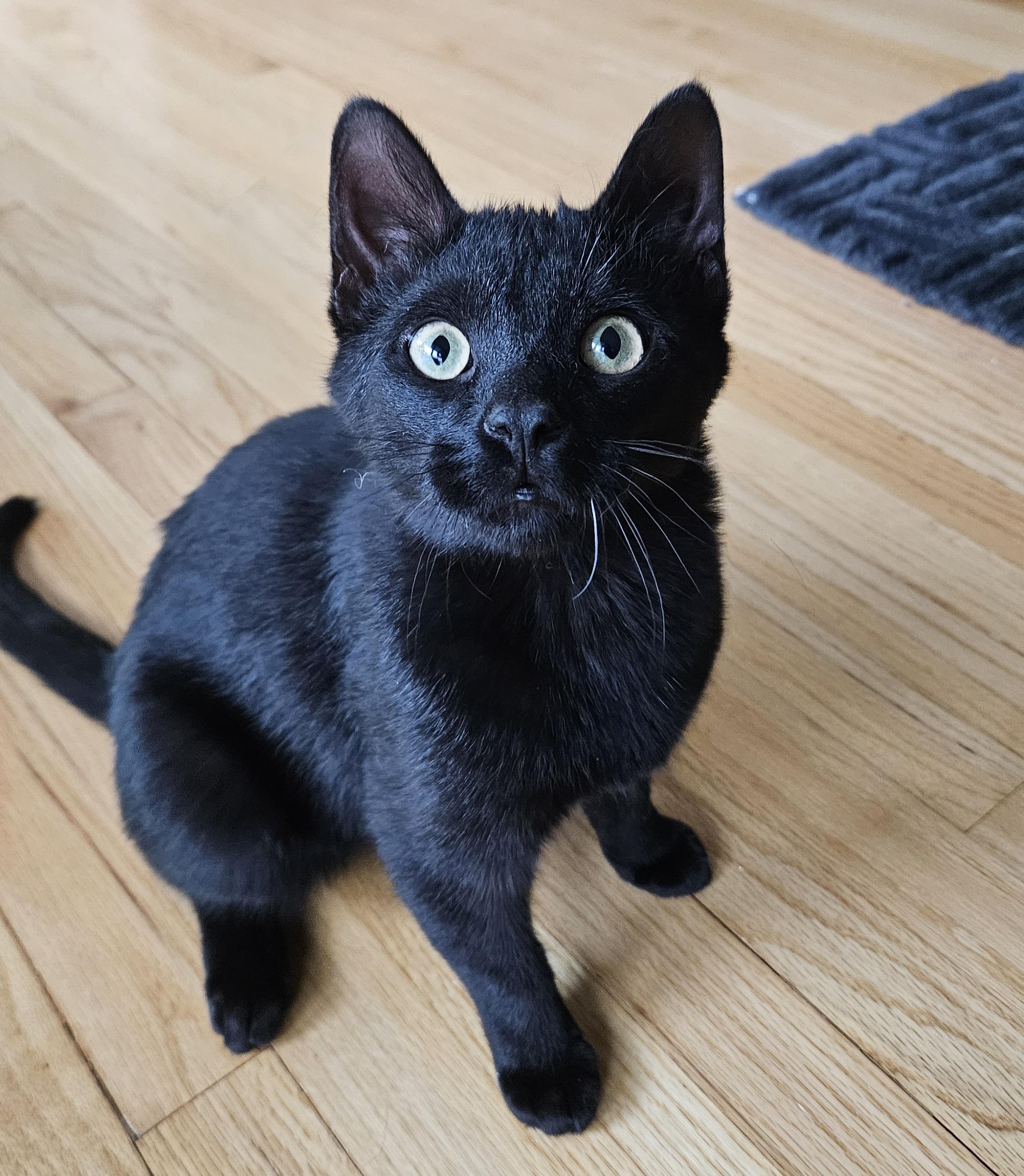 Enlarge Royal, an adopted Domestic Short Hair in Liverpool, NY image 1/5