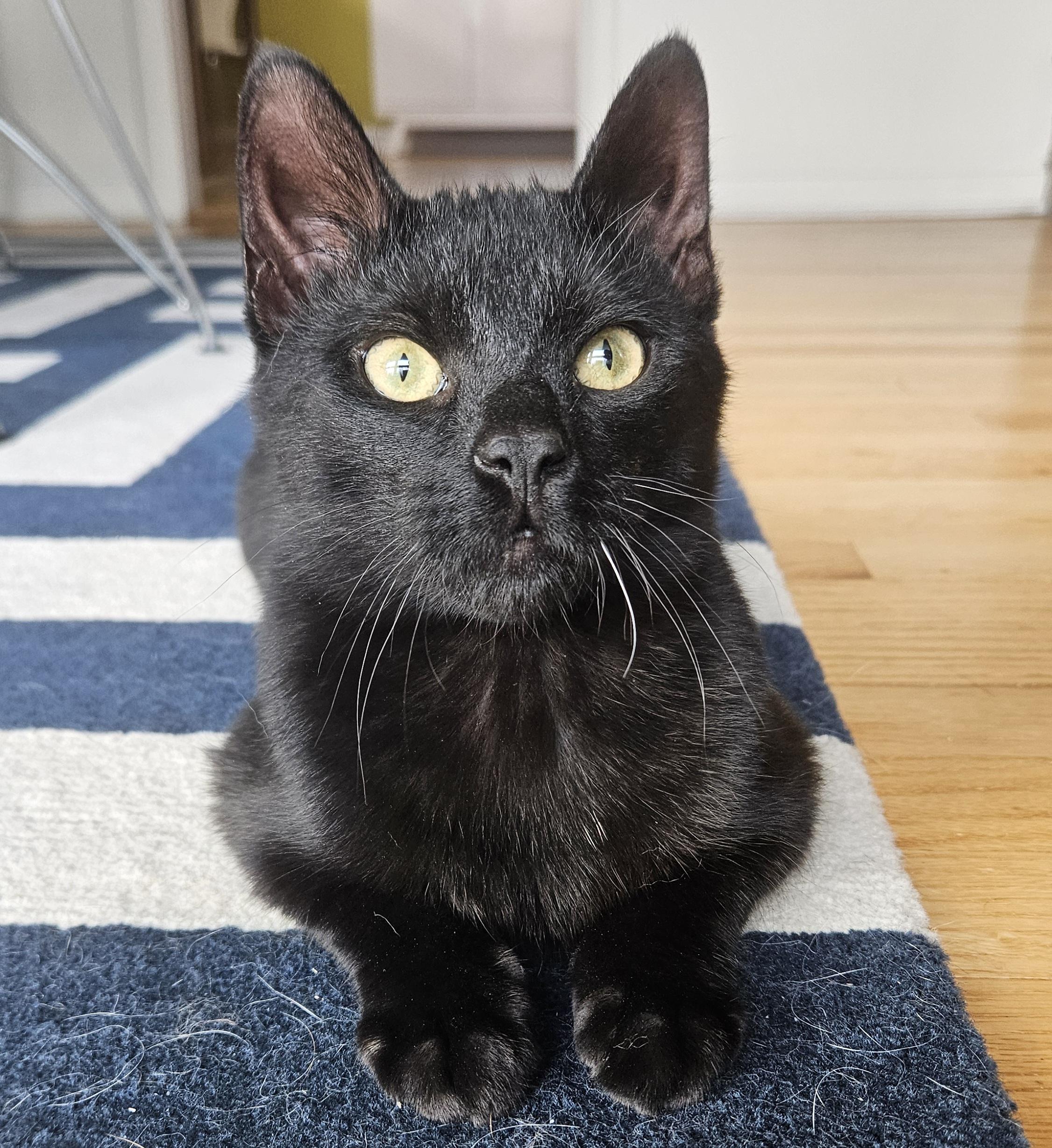 Enlarge Royal, an adopted Domestic Short Hair in Liverpool, NY image 3/5