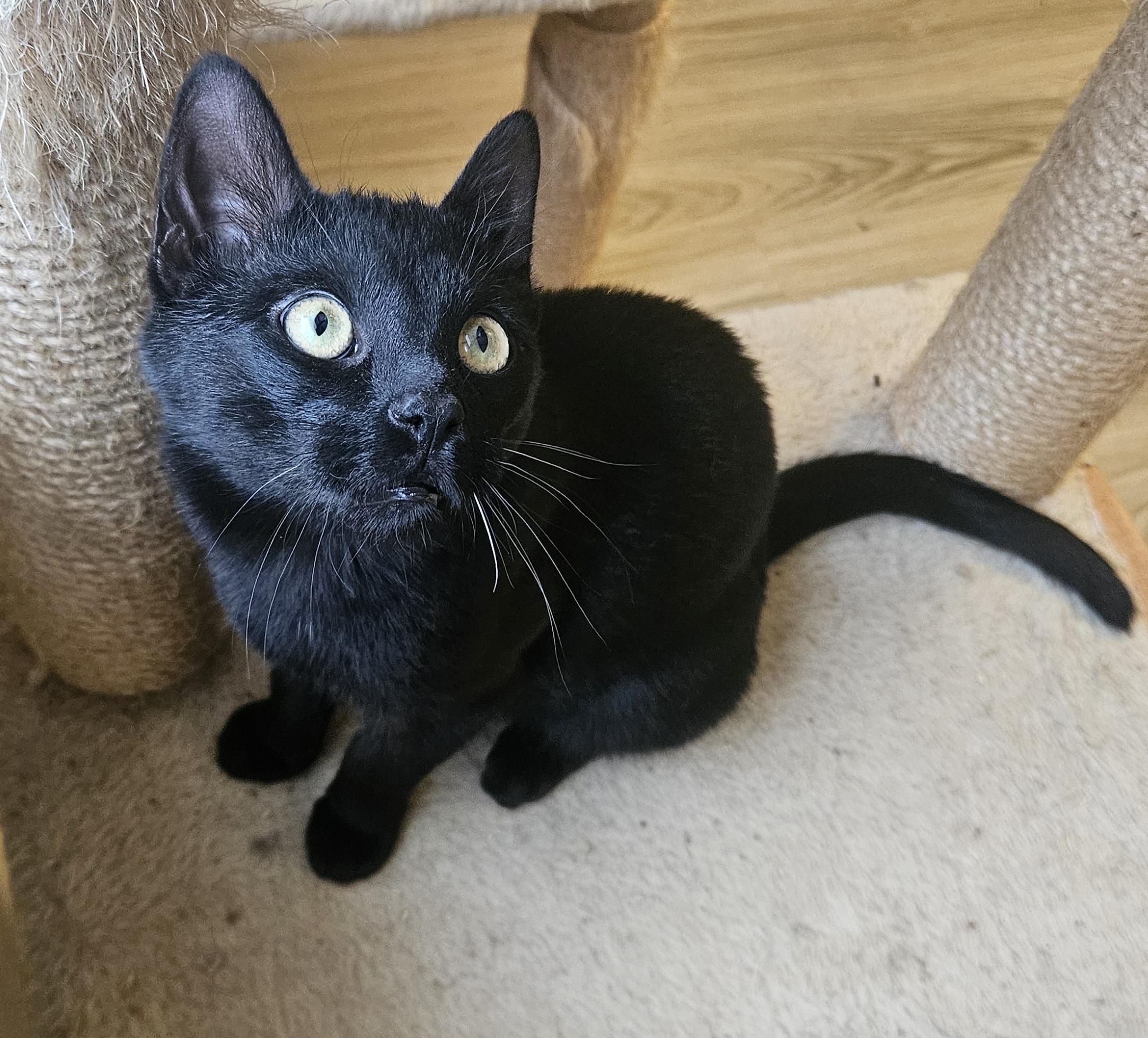 Enlarge Royal, an adopted Domestic Short Hair in Liverpool, NY image 4/5