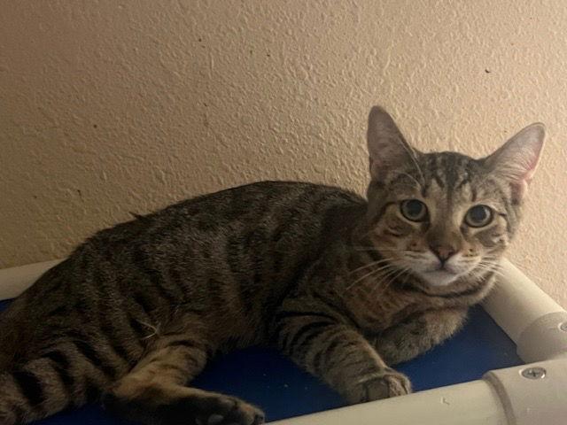 Miles, Adoptable, Young Male Domestic Short Hair.