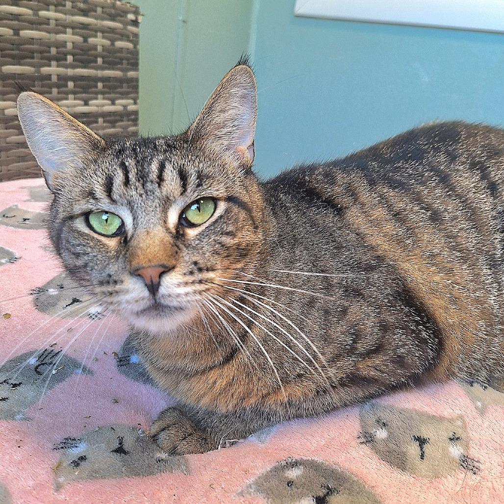 Richard, Adoptable, Adult Male Domestic Short Hair.