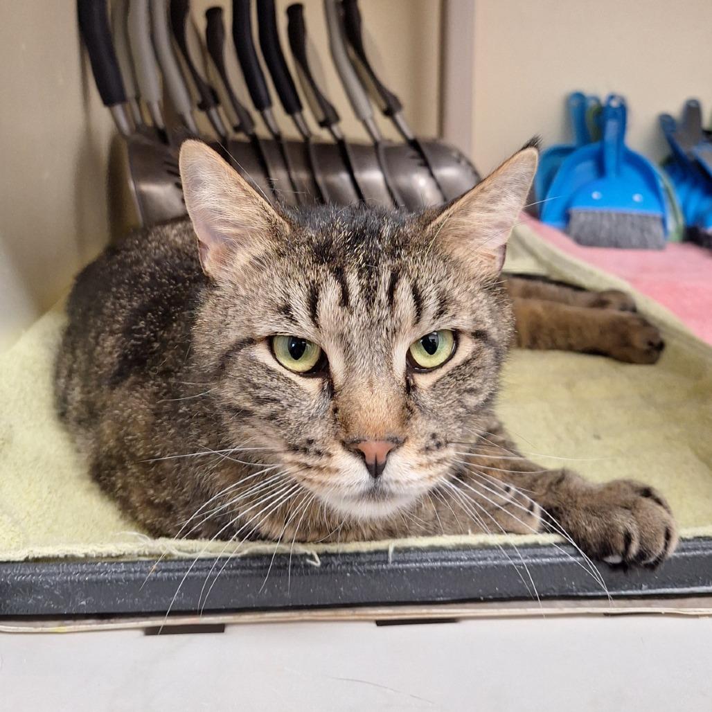 Enlarge Richard, a Adoptable Domestic Short Hair in Attica, NY image 2/2