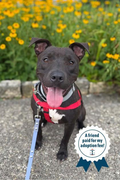 Neave, a Adoptable Mixed Breed in Miamitown, OH image 3/3