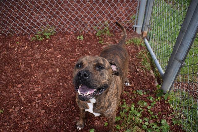 YOGAE, Adoptable, Adult Male Mastiff & Mixed Breed.