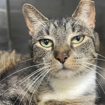 Ruby, Adoptable, Adult Female Domestic Short Hair.