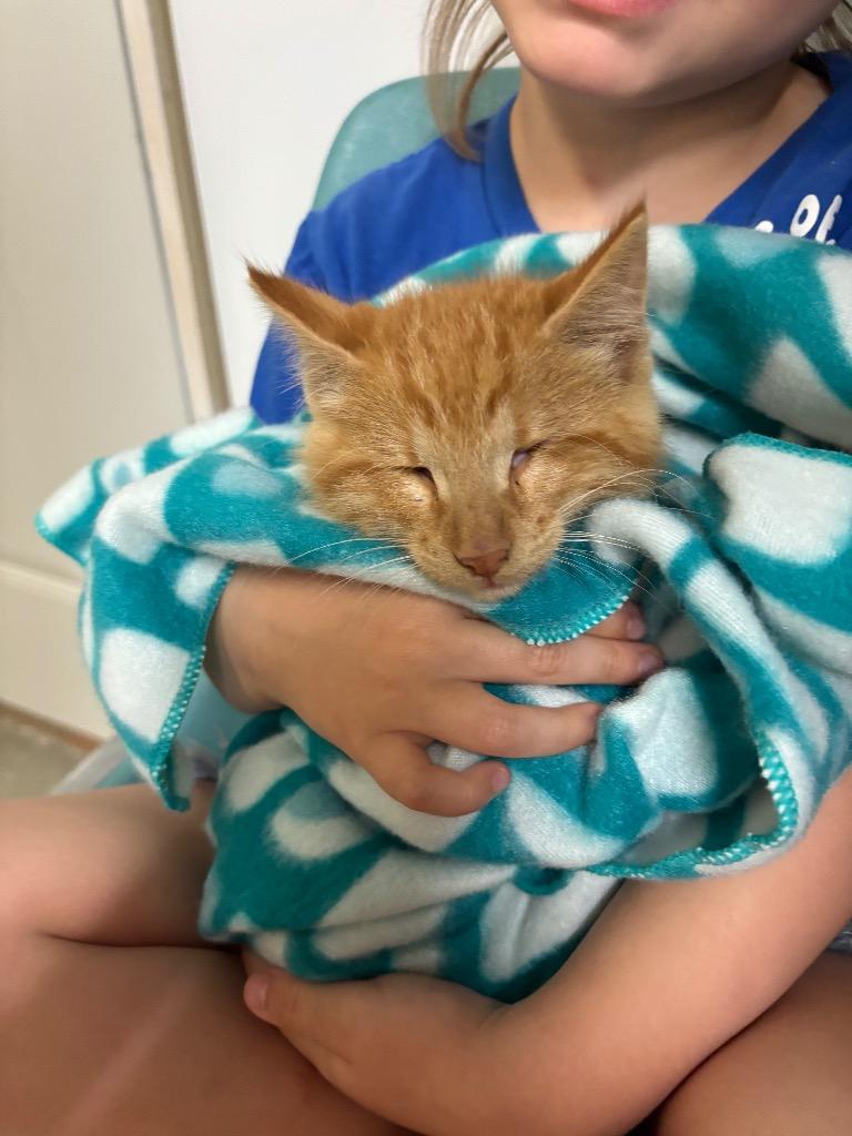 Enlarge Muffin, a Adoptable mixed breed in Algona, IA image 1/1