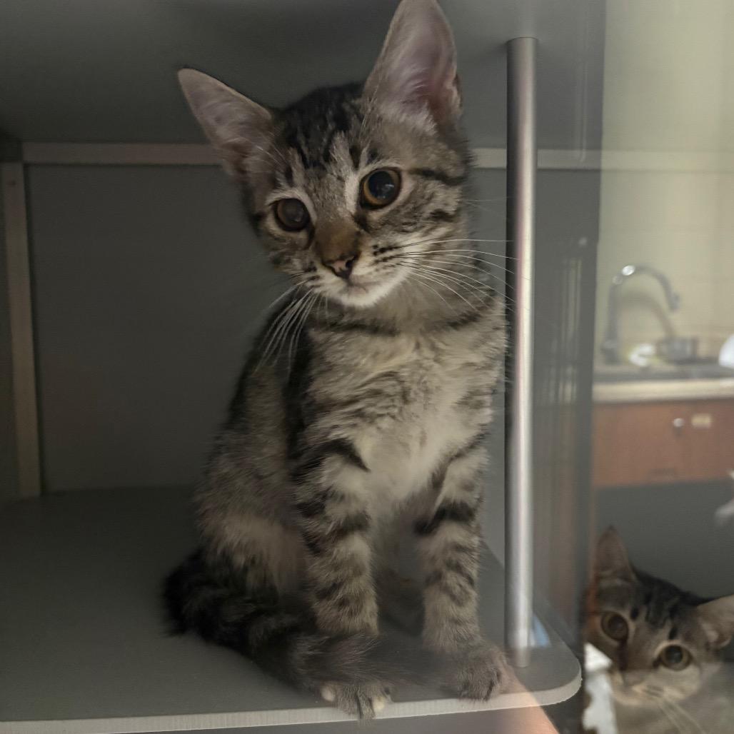 Muffin, Adoptable, Kitten Female Domestic Short Hair.