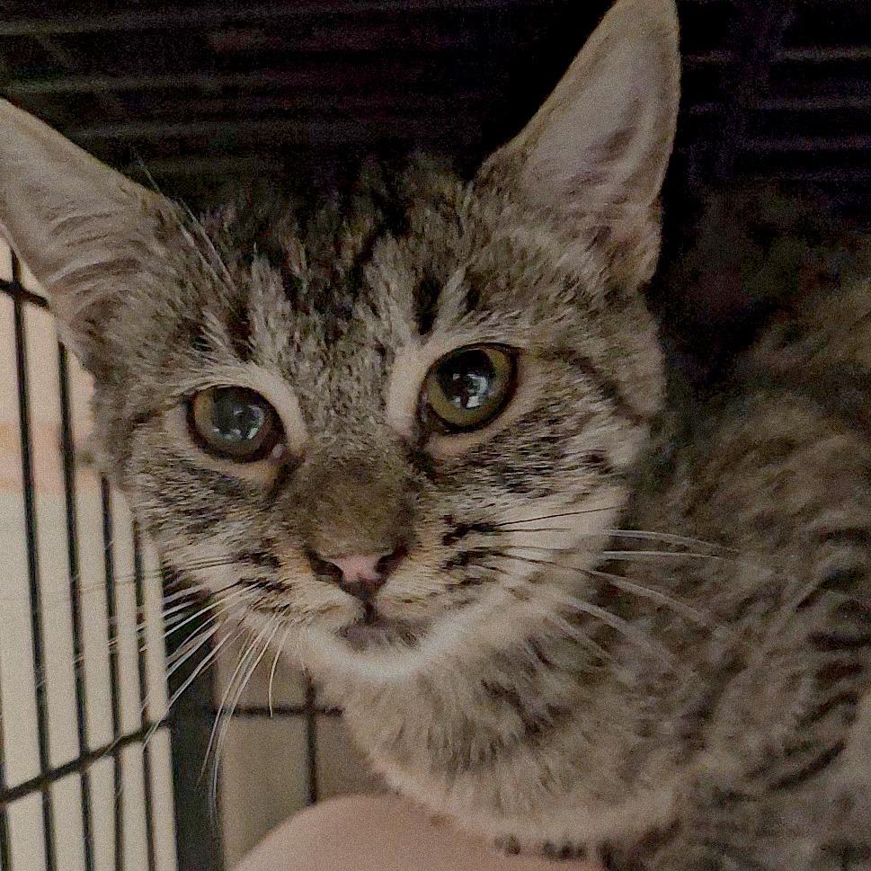 Enlarge Muffin, a Adoptable Domestic Short Hair in Columbus, NC image 2/4