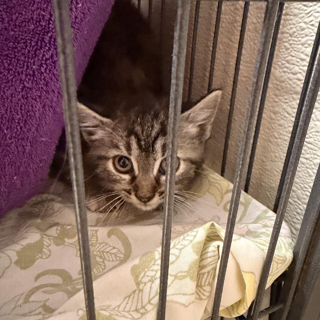 Enlarge Muffin, a Adoptable Domestic Short Hair in Columbus, NC image 3/4