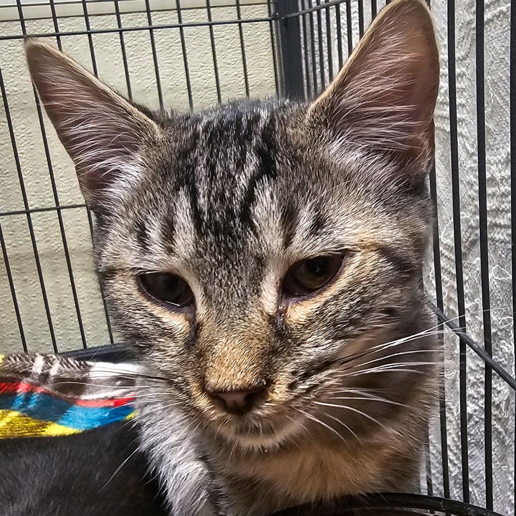 Enlarge Muffin, a Adoptable Domestic Short Hair in Columbus, NC image 4/4
