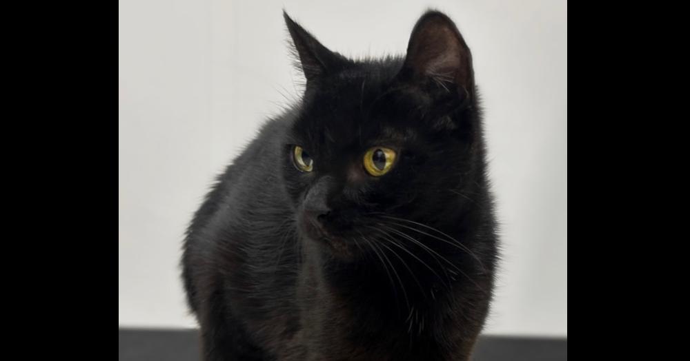 Enlarge Sparrow, a Adoptable mixed breed in Deland, FL image 1/5