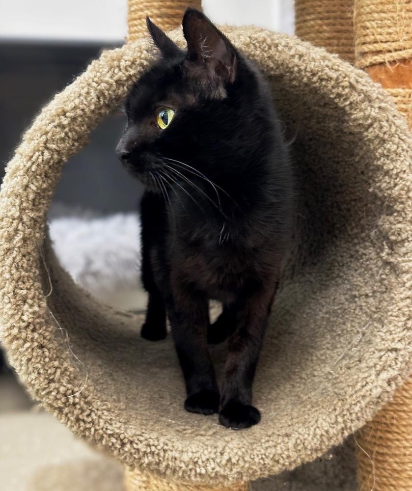 Enlarge Sparrow, a Adoptable mixed breed in Deland, FL image 2/5