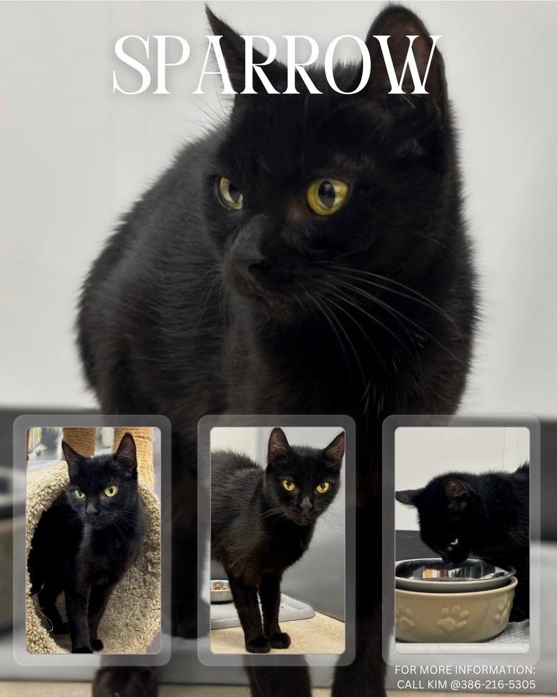 Enlarge Sparrow, a Adoptable mixed breed in Deland, FL image 3/5