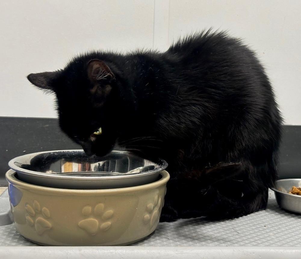 Enlarge Sparrow, a Adoptable mixed breed in Deland, FL image 4/5