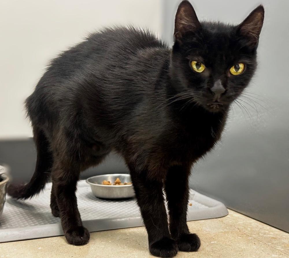 Enlarge Sparrow, a Adoptable mixed breed in Deland, FL image 5/5