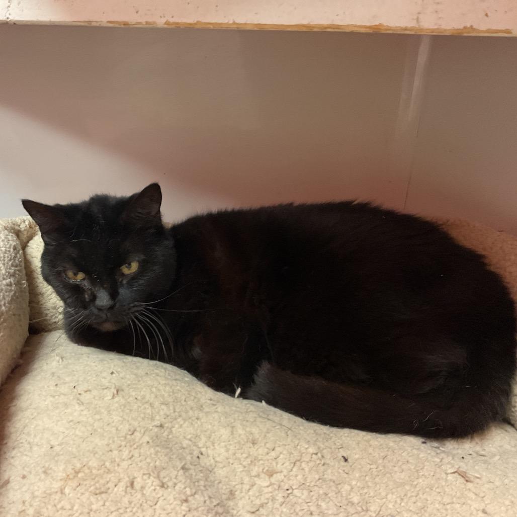 Enlarge Baby, a Adoptable Domestic Short Hair in Monroe, LA image 1/1