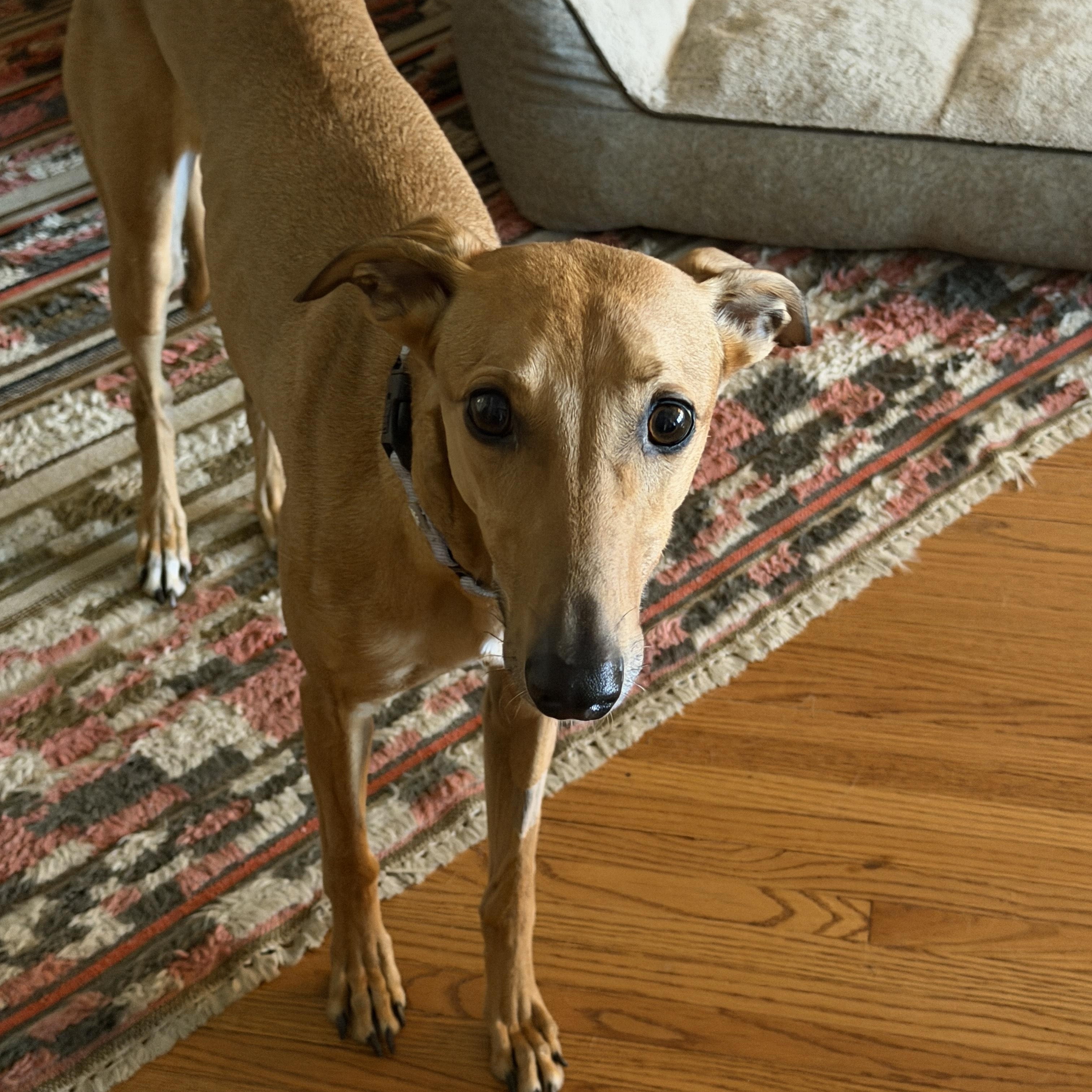Ginger, a ADOPTABLE Greyhound in Bondurant, IA image 2/3