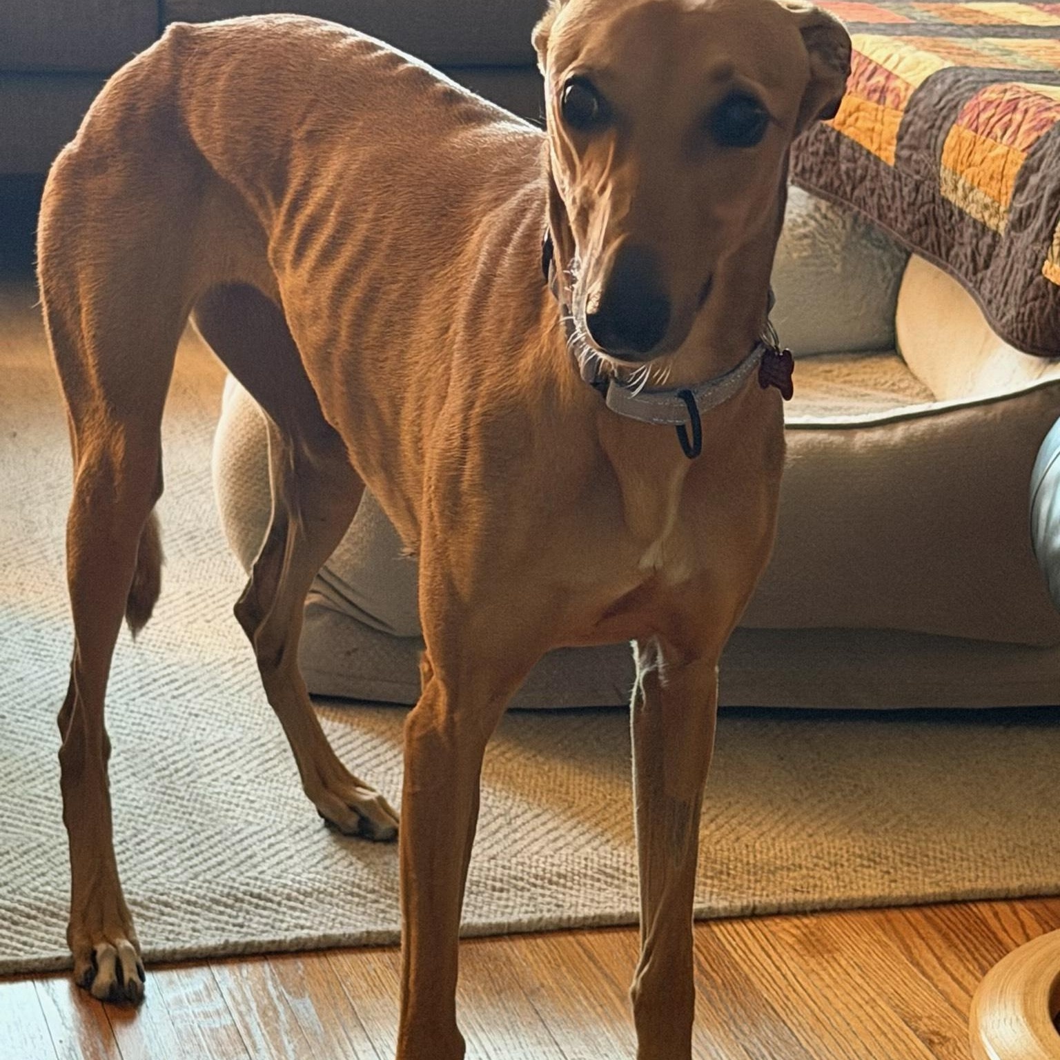 Ginger, a ADOPTABLE Greyhound in Bondurant, IA image 3/3