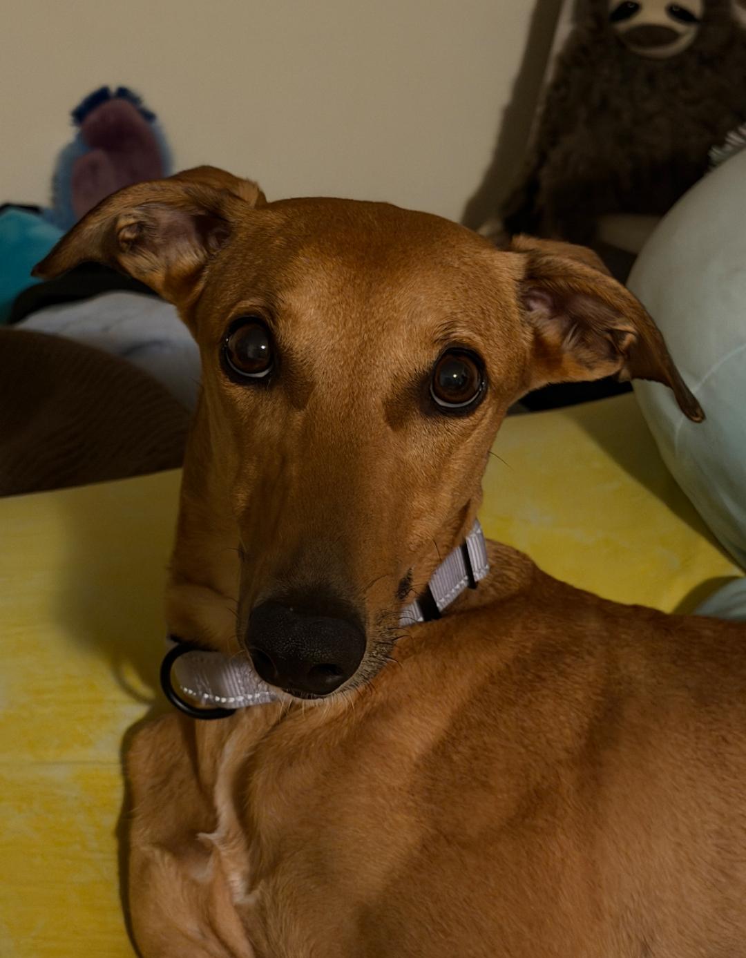Ginger, ADOPTABLE, Adult Female Greyhound.