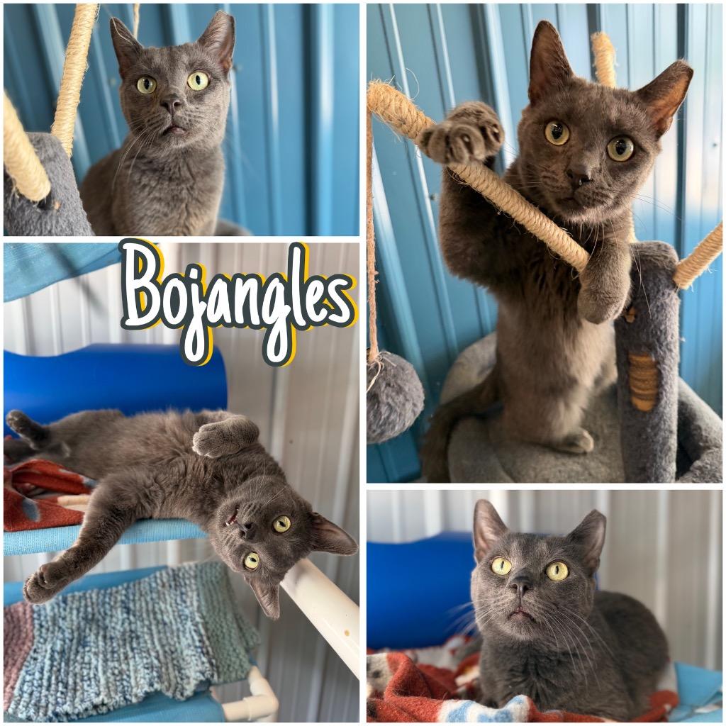 Bojangles, a Adoptable mixed breed in Pierceton, IN image 1/6