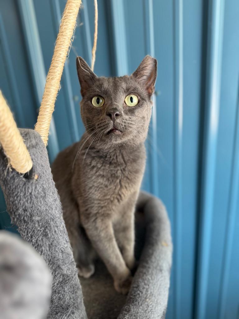 Bojangles, a Adoptable mixed breed in Pierceton, IN image 2/6