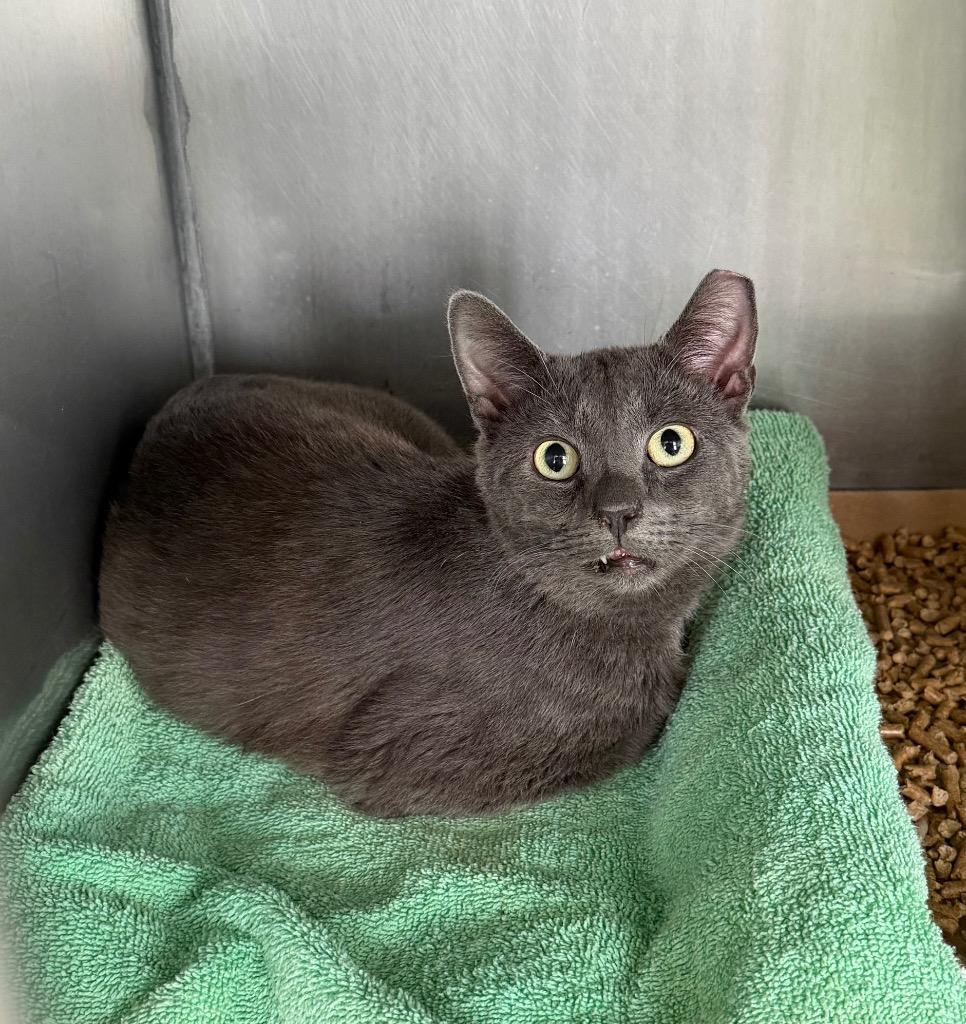 Bojangles, a Adoptable mixed breed in Pierceton, IN image 6/6