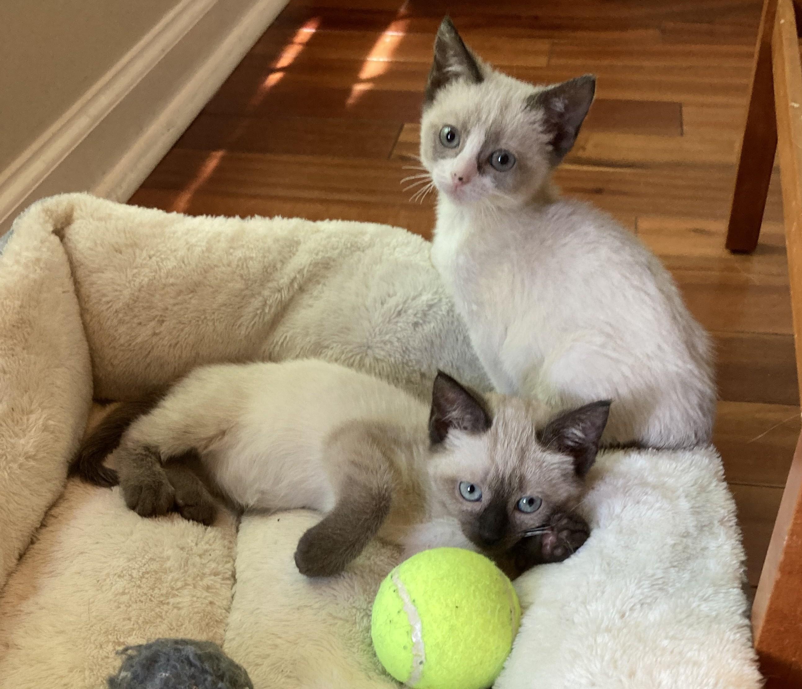 Violet and Annie, ADOPTABLE, Kitten Female Siamese.