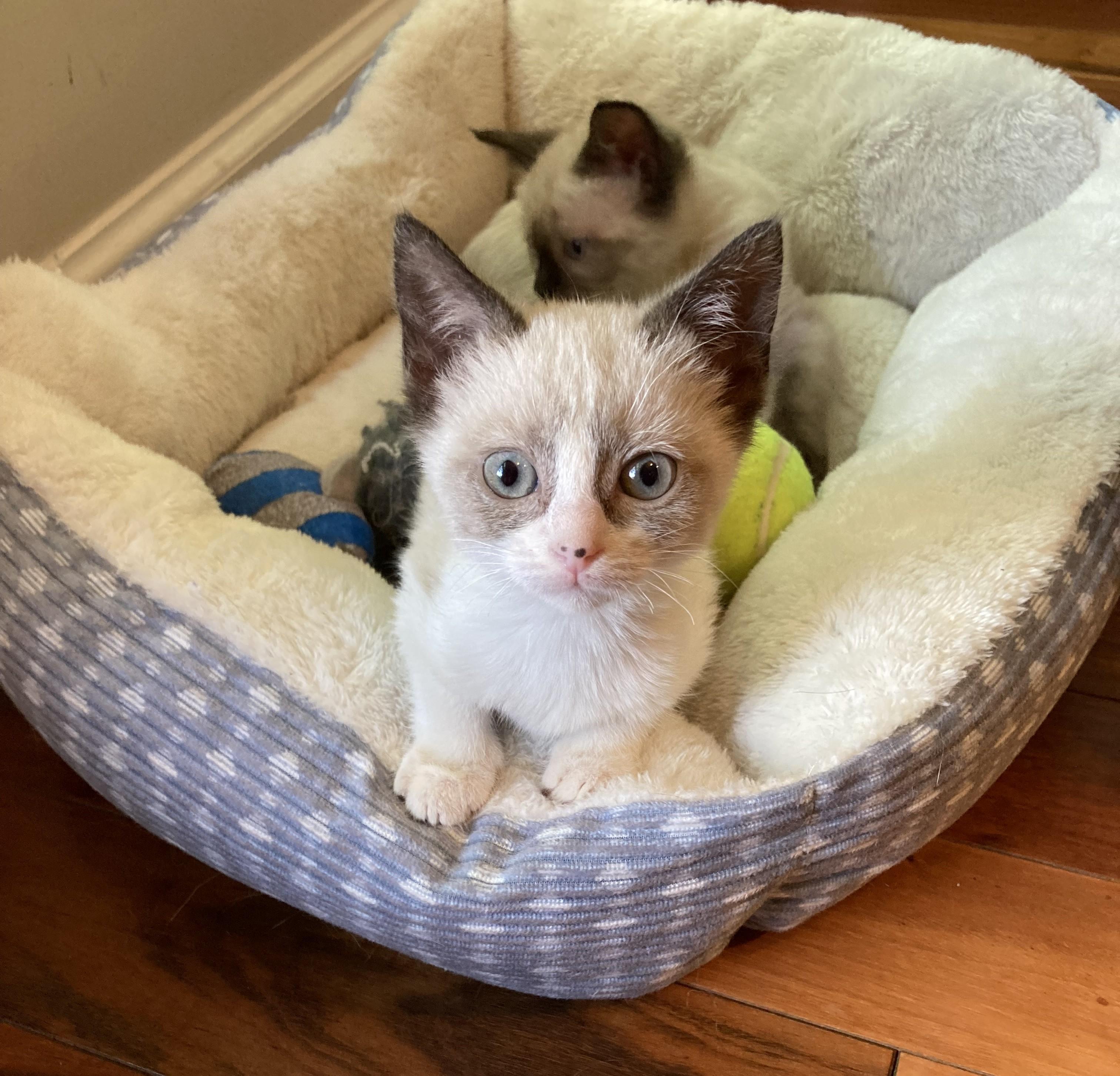 Violet and Annie, a ADOPTABLE mixed breed in Knoxville, TN image 3/3
