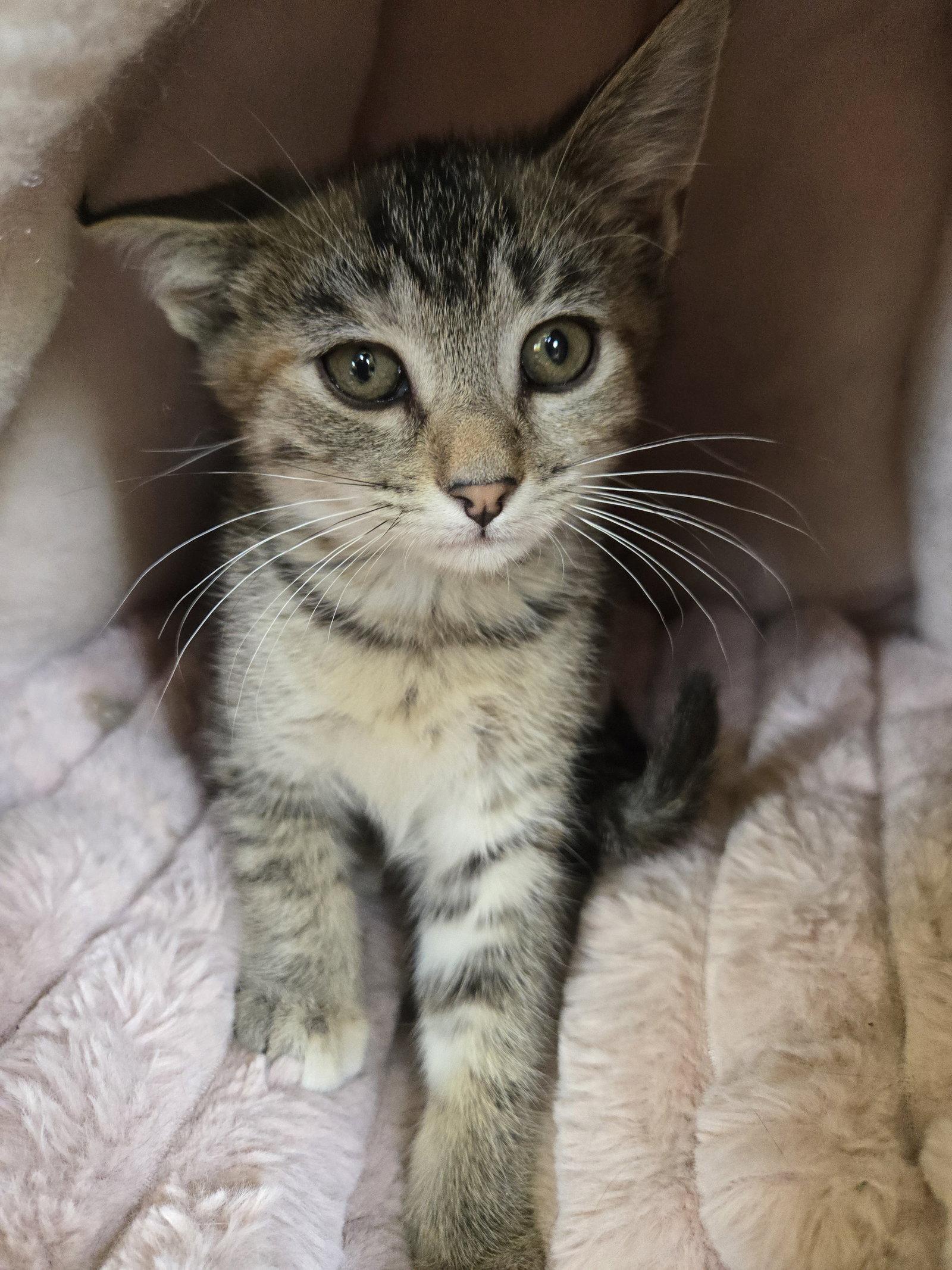 Gamora, Adoptable, Kitten Female Domestic Medium Hair.